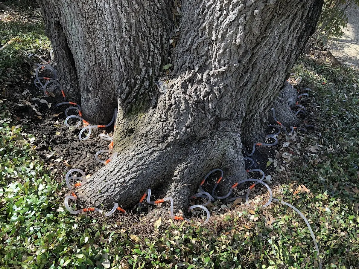 Detailed Tree Cabling and Bracing job site in South Otselic