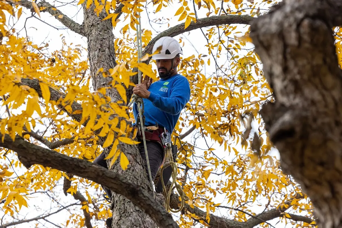 Skilled Tree Pruning crew working in South Otselic